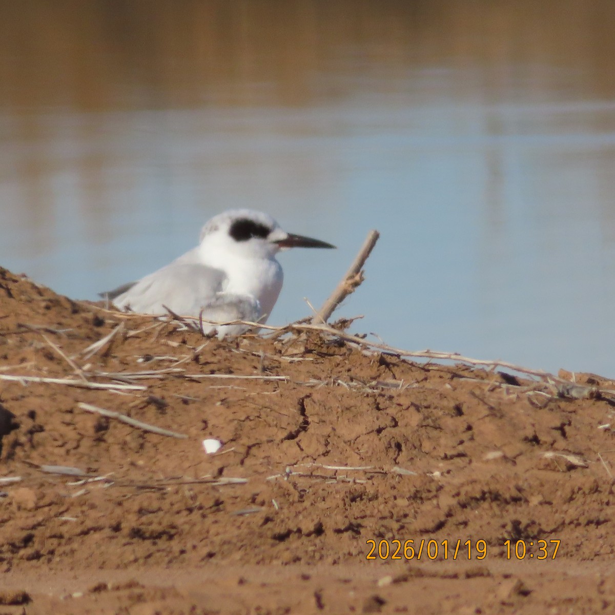 Forster's Tern - ML649262226