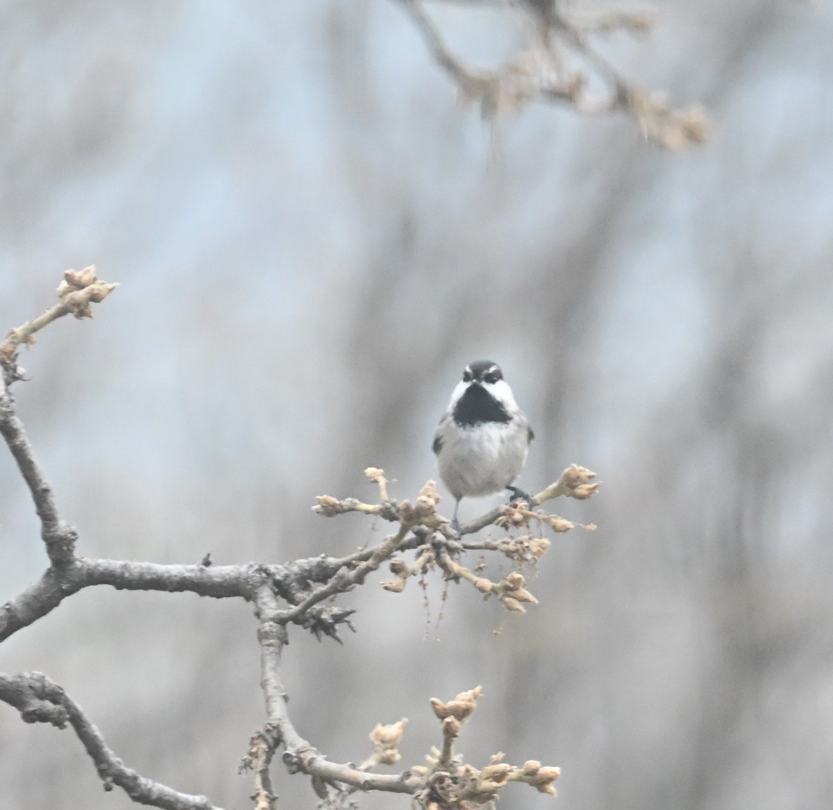 Mountain Chickadee - ML649262228