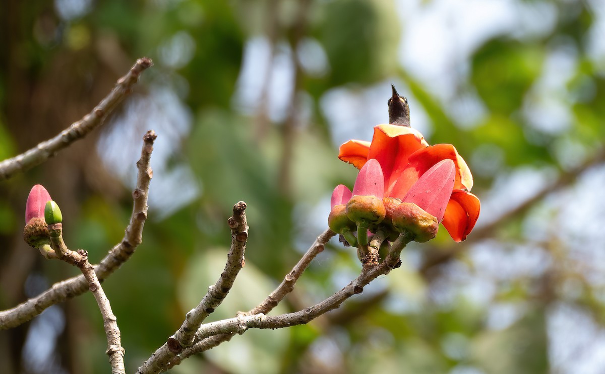 Blue-throated Brown Sunbird - ML649262229