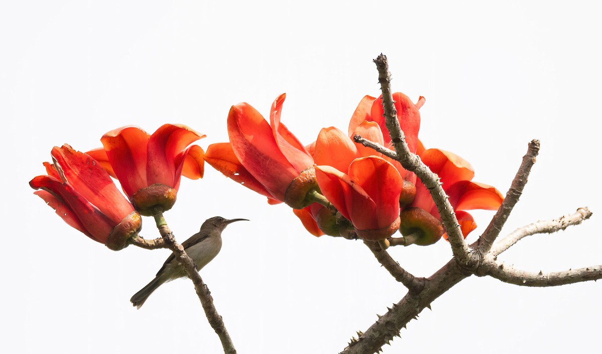 Blue-throated Brown Sunbird - ML649262231