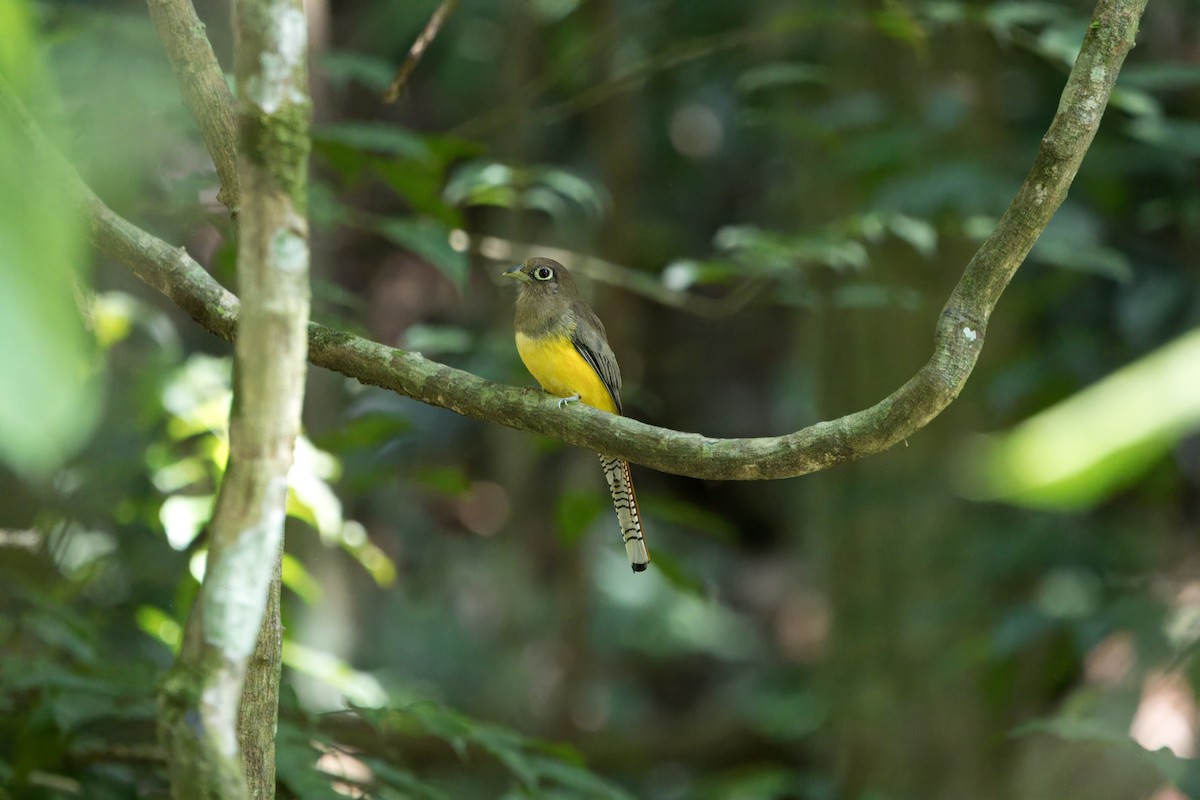 Choco Black-throated Trogon - ML649262233