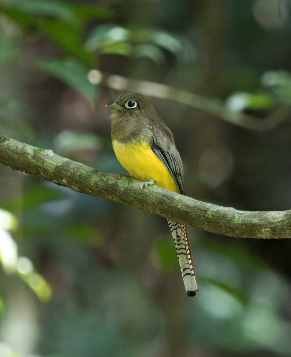 Choco Black-throated Trogon - ML649262236