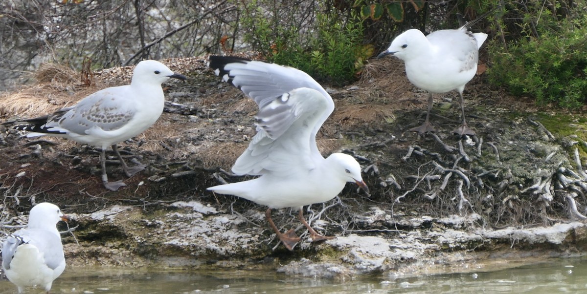 紐澳紅嘴鷗 - ML649262237