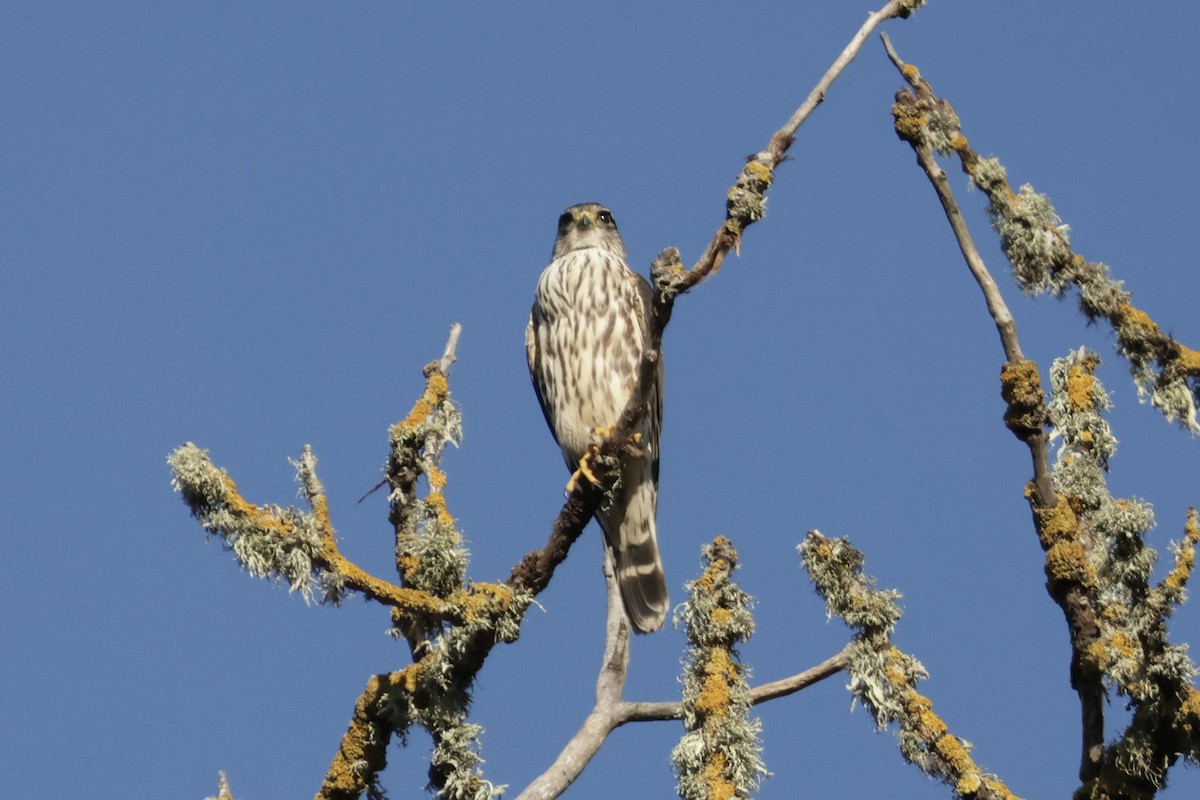 灰背隼(columbarius) - ML649262238