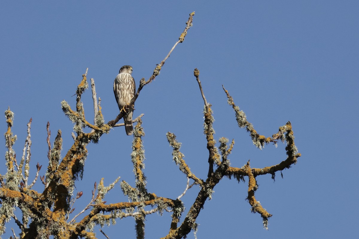 灰背隼(columbarius) - ML649262239