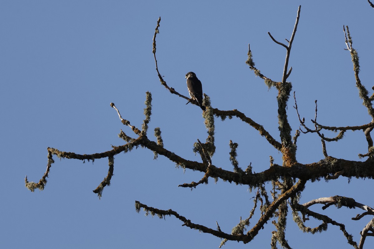 灰背隼(columbarius) - ML649262240