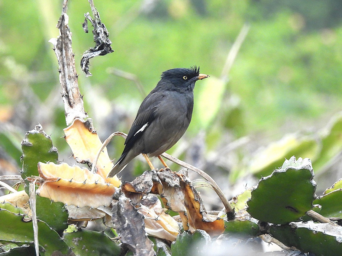 林八哥 - ML649262242