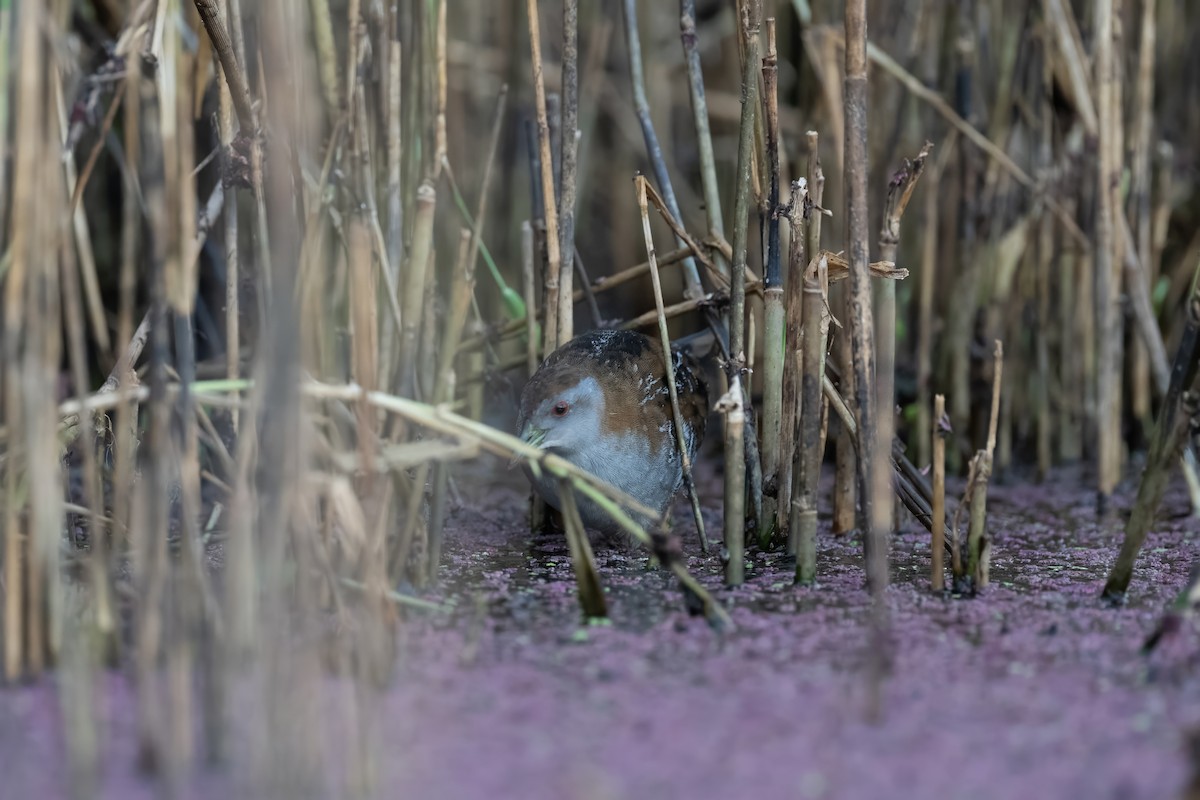 小秧雞 - ML649262243