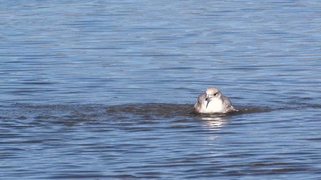 Short-billed Gull - ML649262275