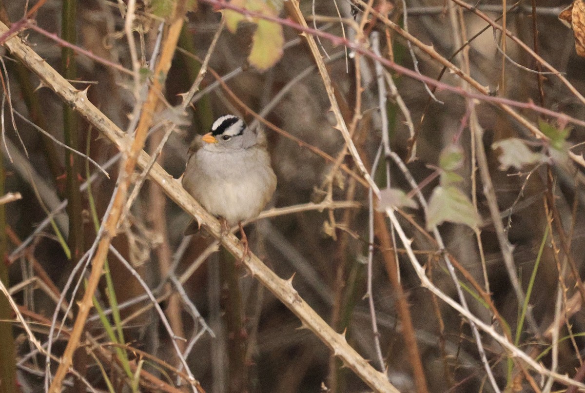 Dachsammer - ML649262330