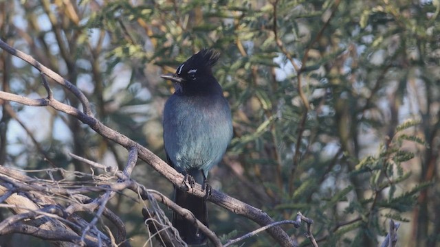 Steller's Jay (Southwest Interior) - ML649262331