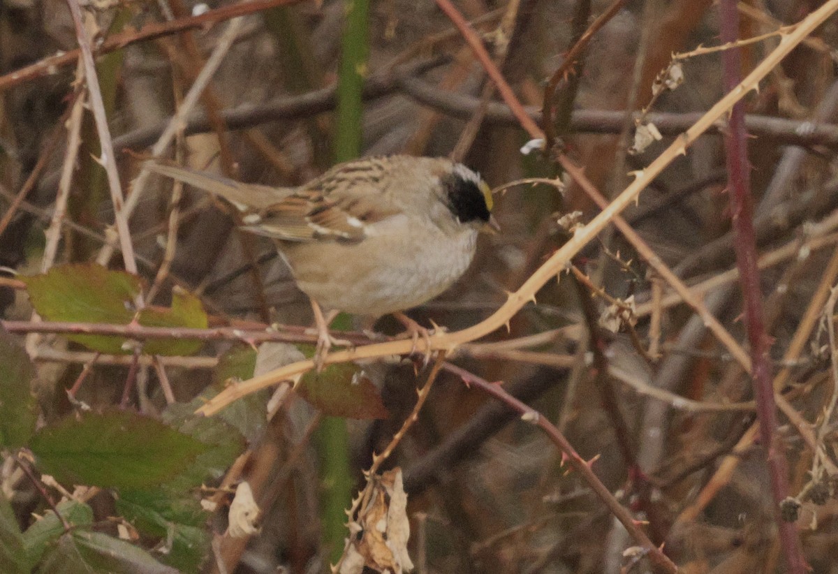 Kronenammer - ML649262345