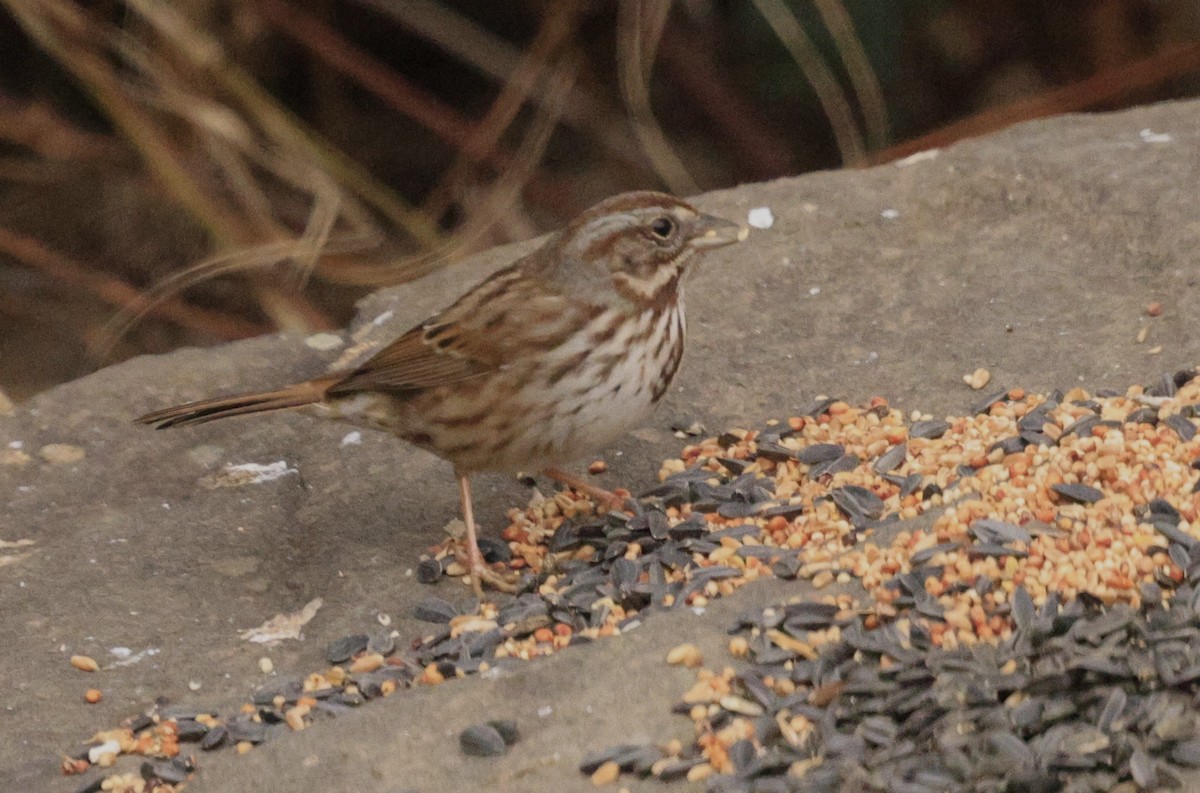 Singammer - ML649262366