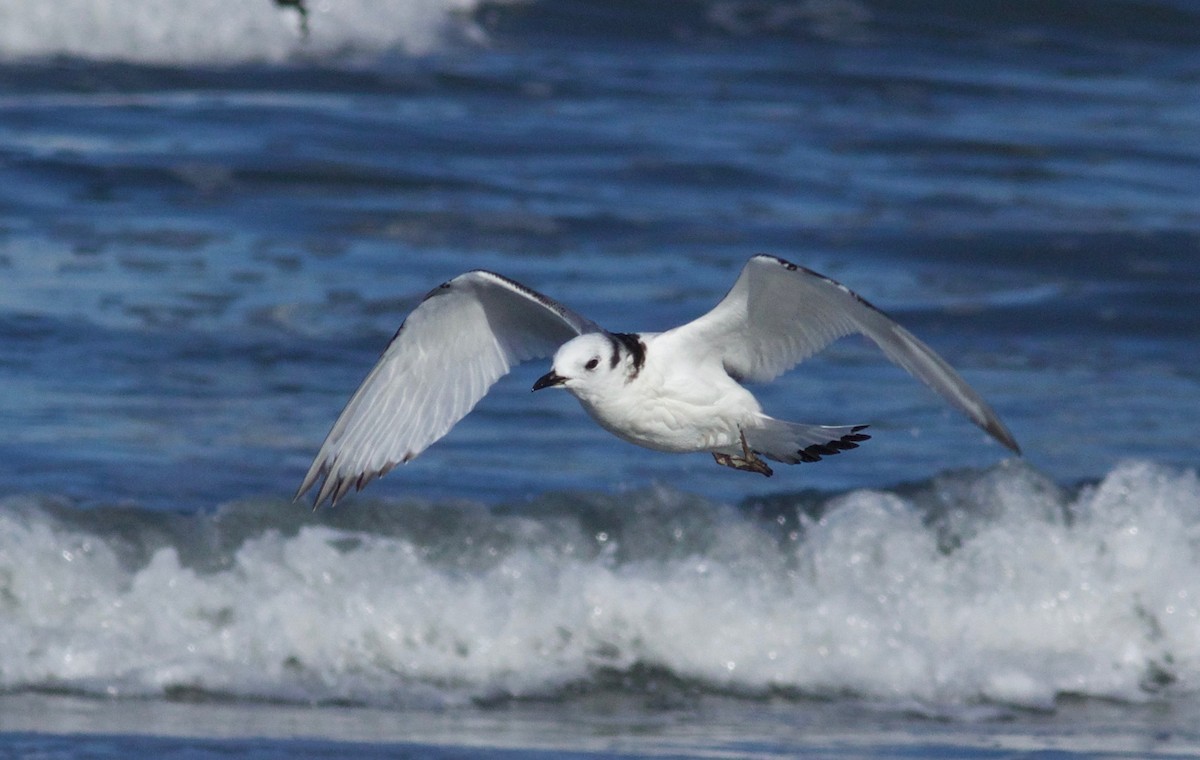 Black-legged Kittiwake - ML649262388