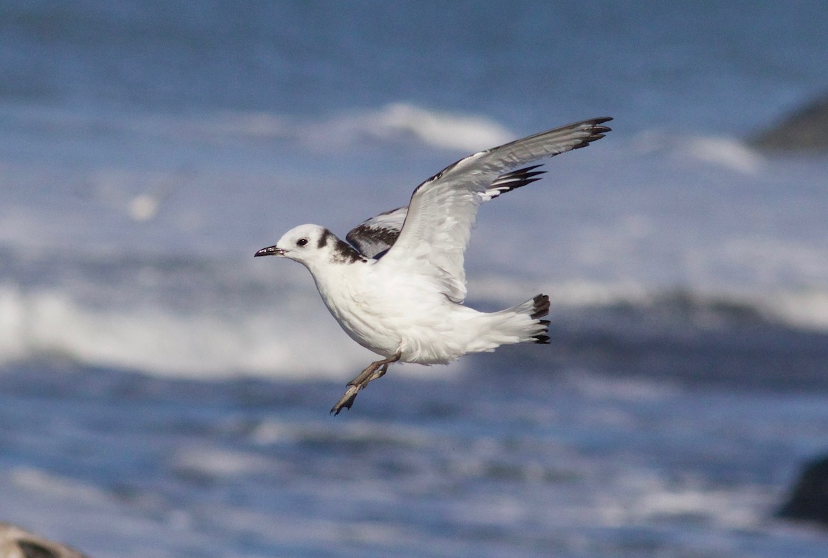 Black-legged Kittiwake - ML649262391