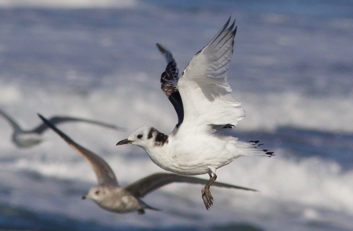 Black-legged Kittiwake - ML649262392
