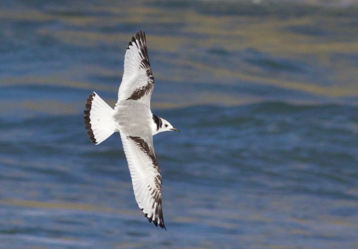 Black-legged Kittiwake - ML649262393