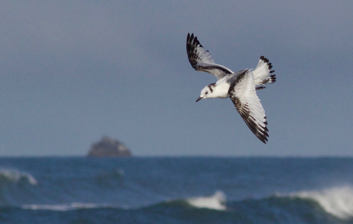 Black-legged Kittiwake - ML649262394