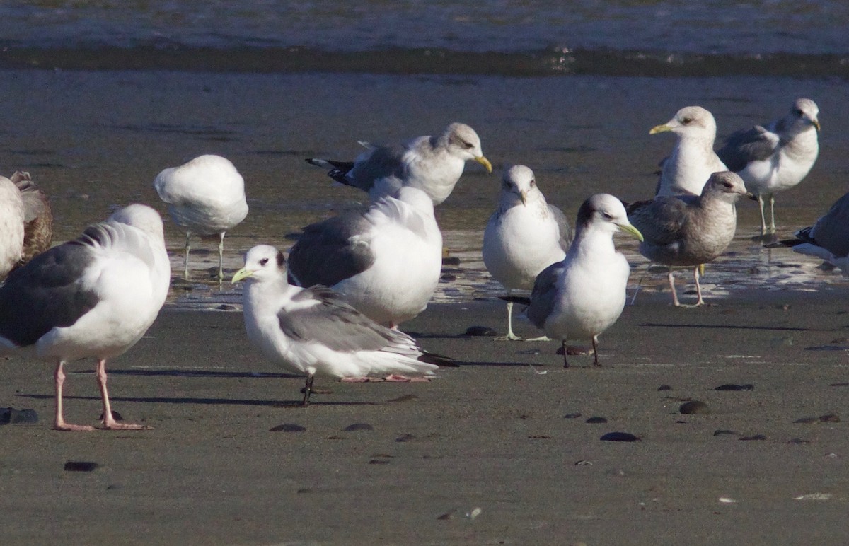 Black-legged Kittiwake - ML649262395
