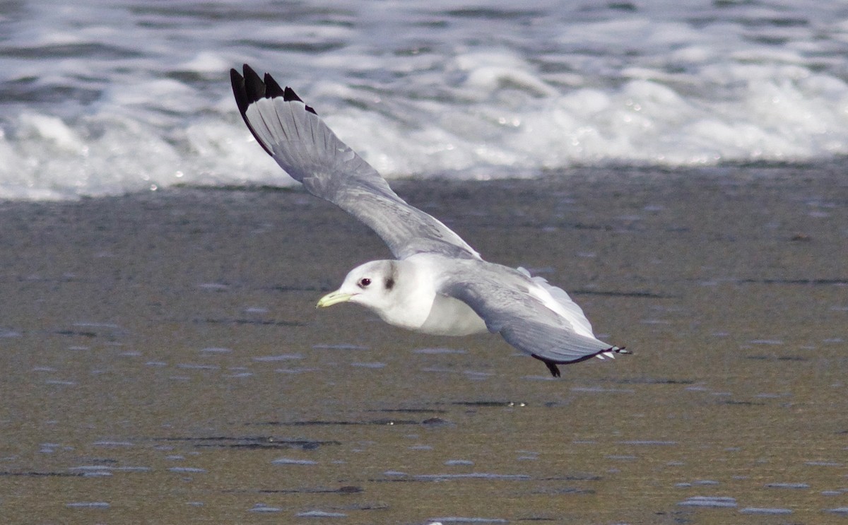 Black-legged Kittiwake - ML649262397