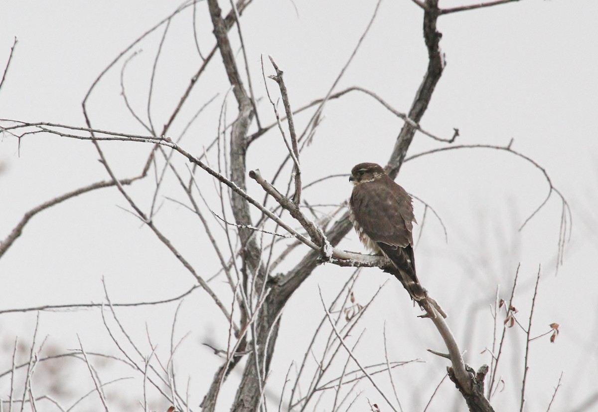 Підсоколик малий - ML649262452