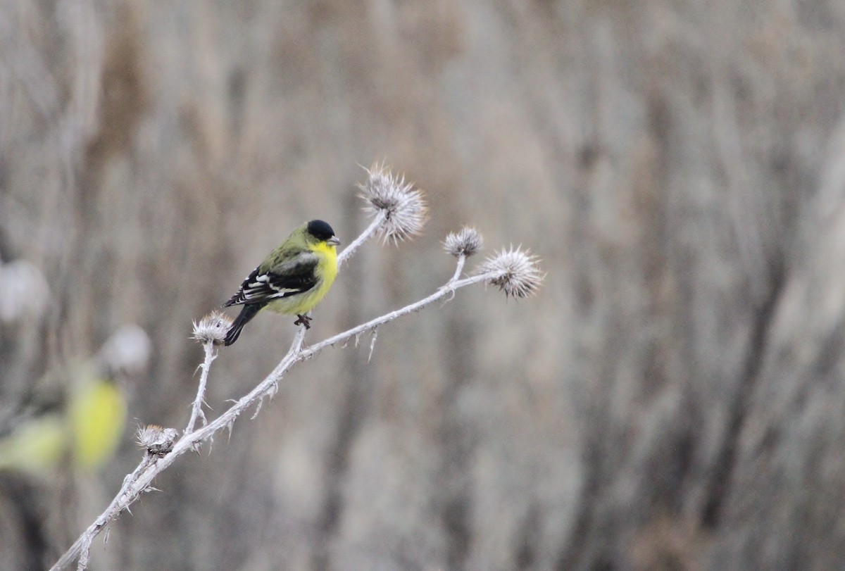 Чиж малий - ML649262461