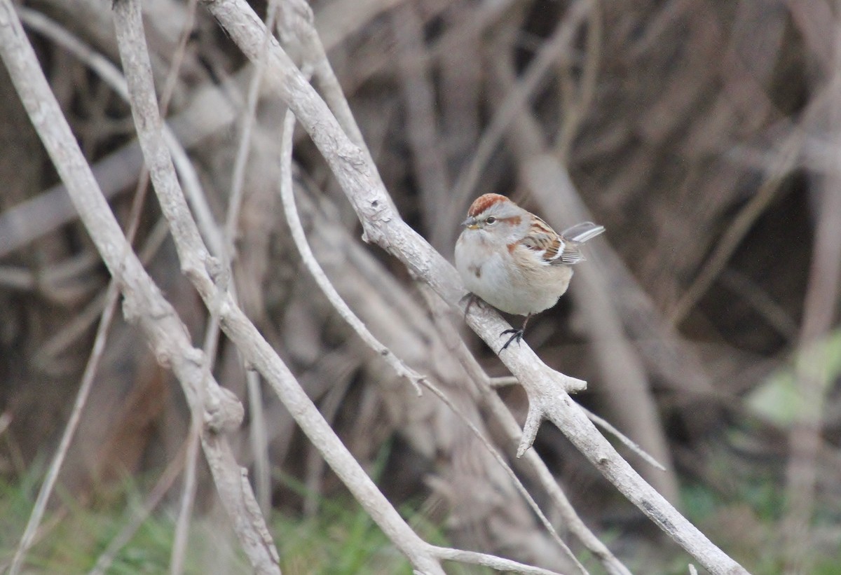 Пасовник північний - ML649262463