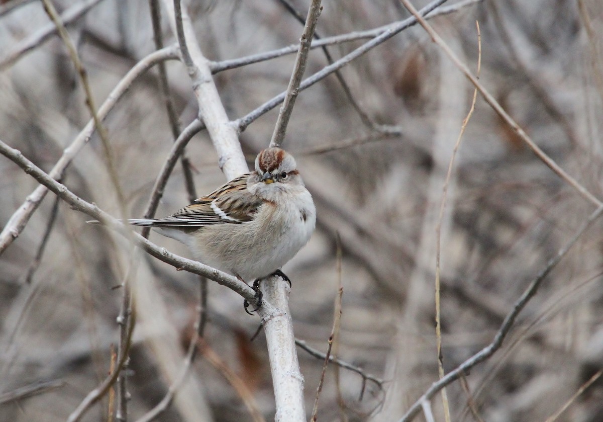Пасовник північний - ML649262466