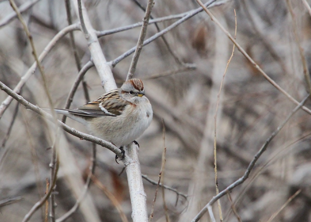 Пасовник північний - ML649262468