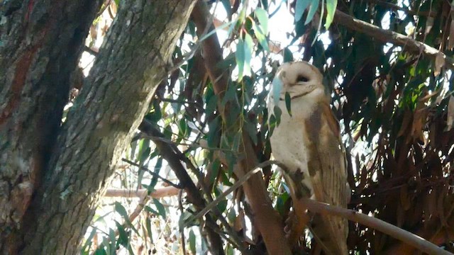 Hontz zuri amerikarra - ML649262475