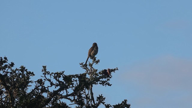 Sombre Greenbul - ML649262609