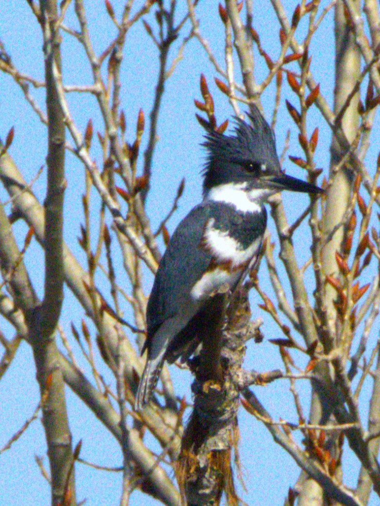 rybařík pruhoprsý - ML649262633