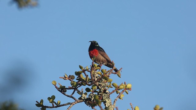 Greater Double-collared Sunbird - ML649262673