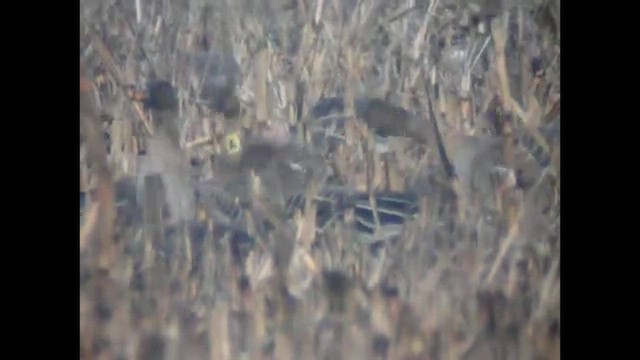 Tundrako antzara hankahoria - ML649262738