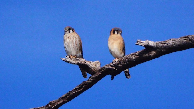 Belatz amerikarra - ML649262788