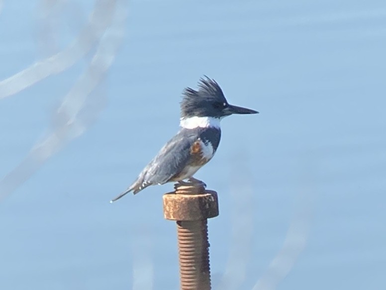 rybařík pruhoprsý - ML649262913