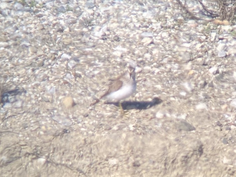 Побережник-крихітка - ML649262924