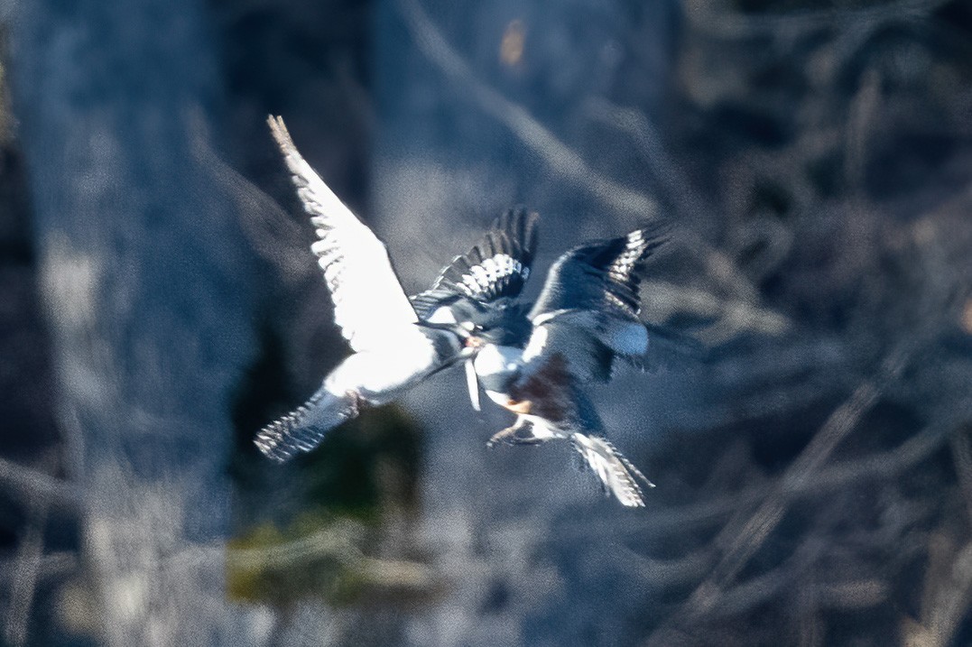 rybařík pruhoprsý - ML649262934