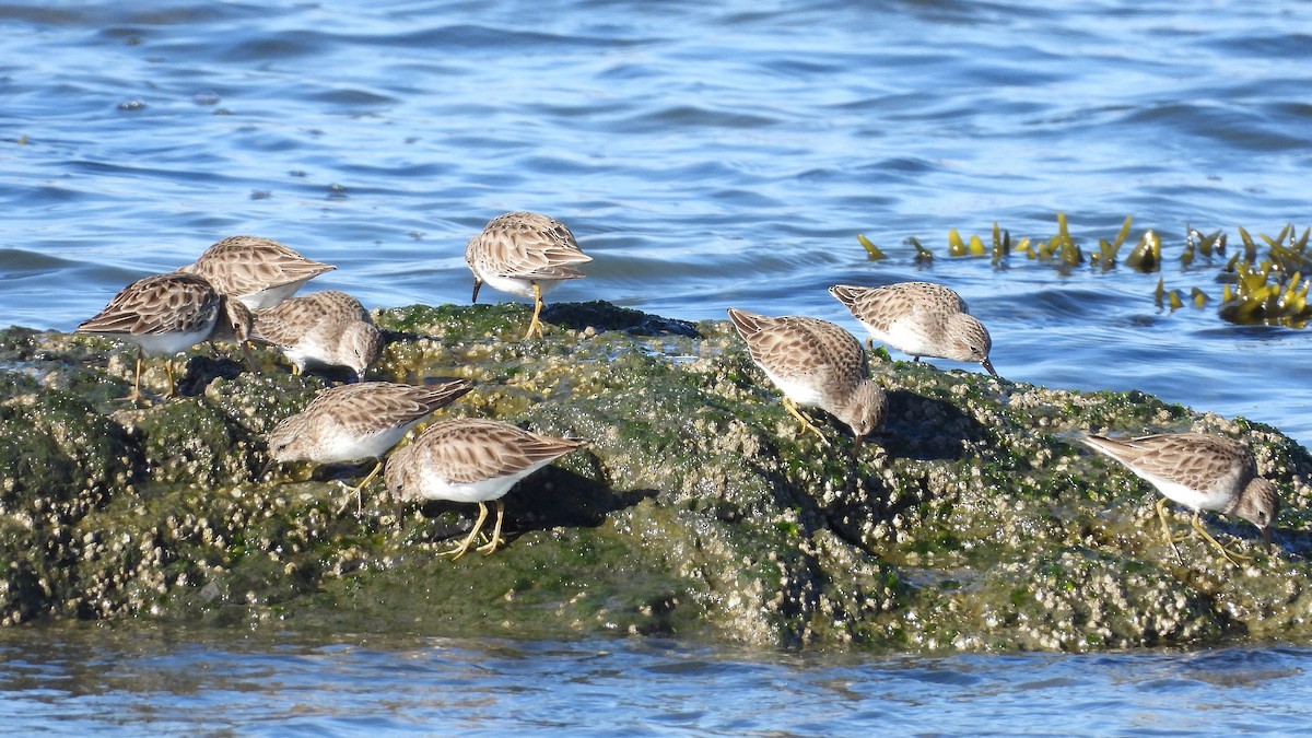 Побережник-крихітка - ML649263095