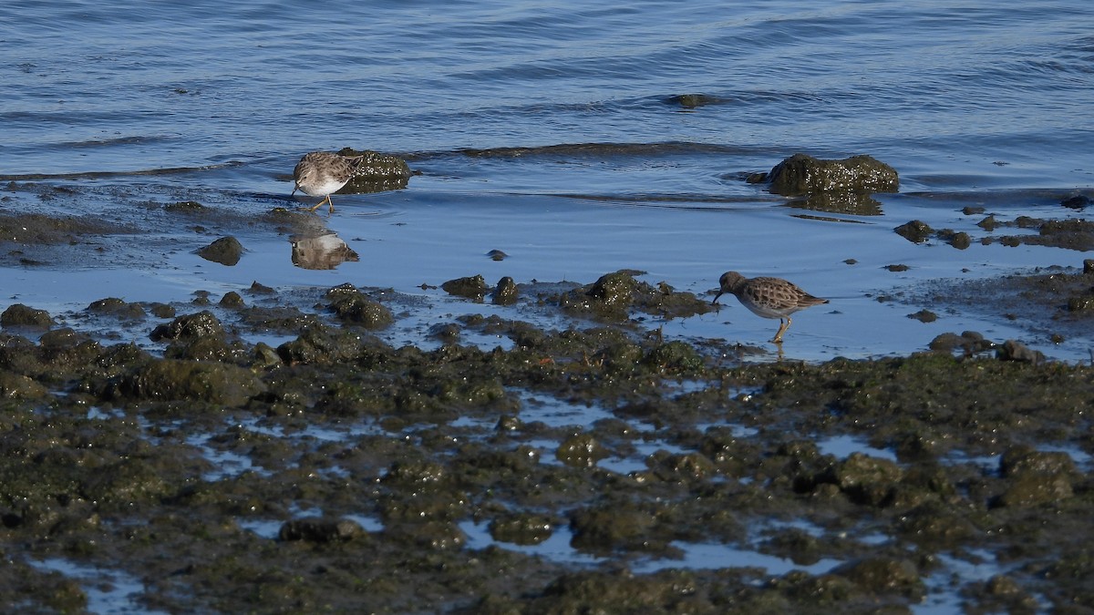 Побережник-крихітка - ML649263097