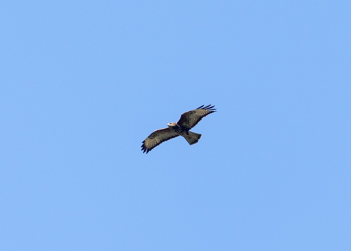 Mountain Buzzard - ML649263207