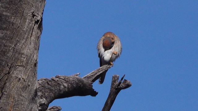 Belatz amerikarra - ML649263292