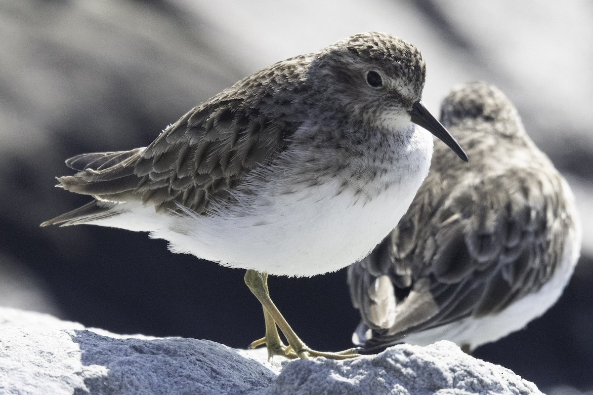 Least Sandpiper - Paul Barnett