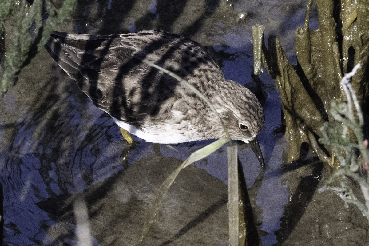 Побережник-крихітка - ML649263324