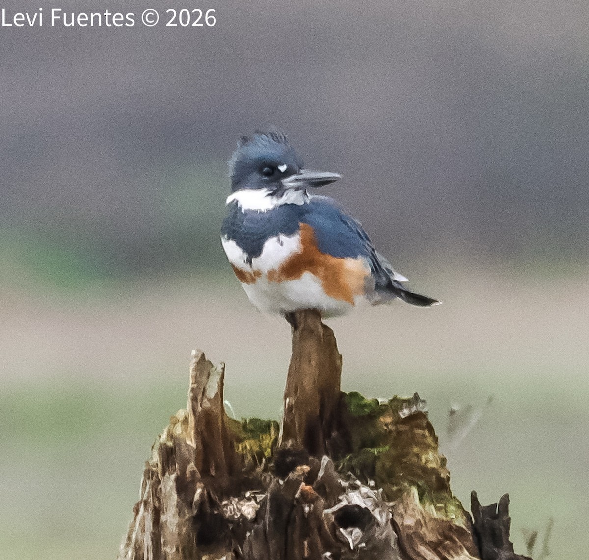 rybařík pruhoprsý - ML649263333