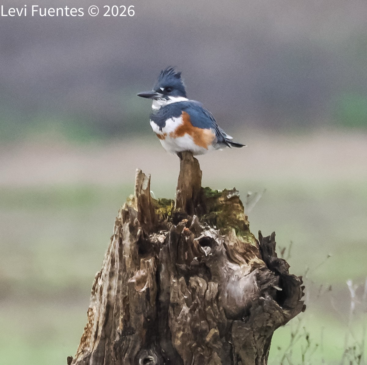 rybařík pruhoprsý - ML649263334