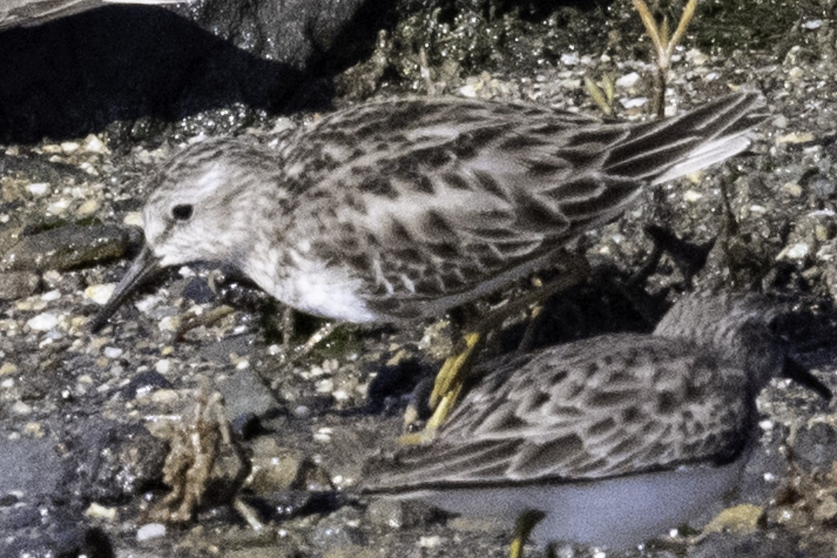 Least Sandpiper - Paul Barnett