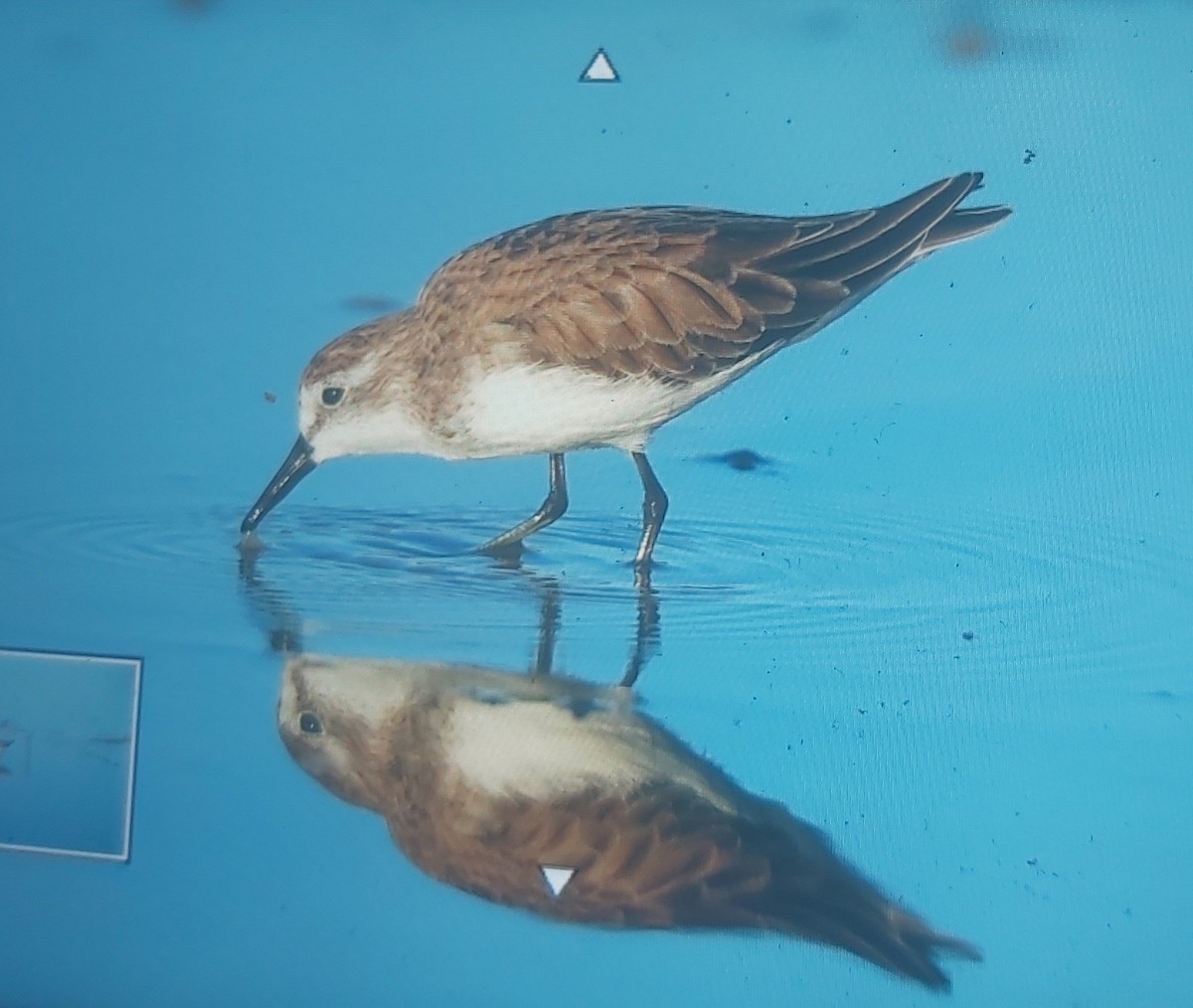 Semipalmated Sandpiper - ML649263384