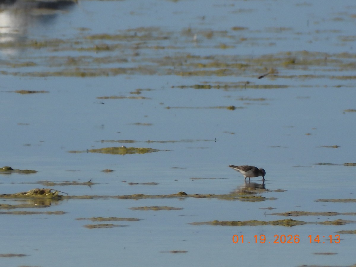 Побережник-крихітка - ML649263446