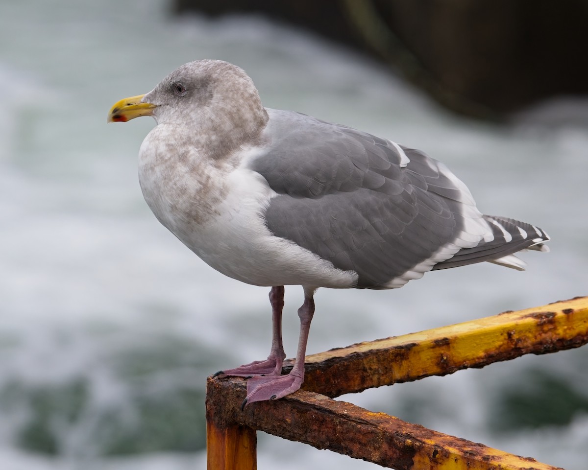 gull sp. - ML649263495